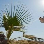 insecticides safety