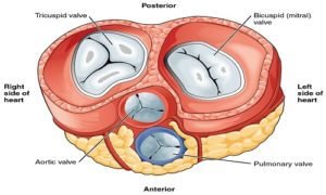 How many chamber in heart