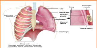 Asbestos effect on the body