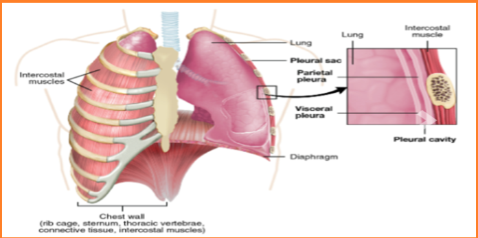 Asbestos effect on the body Asbestos effect on the body