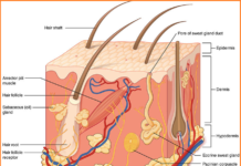Understanding the Three Layers of Human Skin Understanding the Three Layers of Human Skin