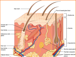 Understanding the Three Layers of Human Skin