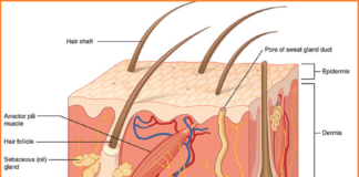 Understanding the Three Layers of Human Skin