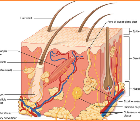 Understanding the Three Layers of Human Skin