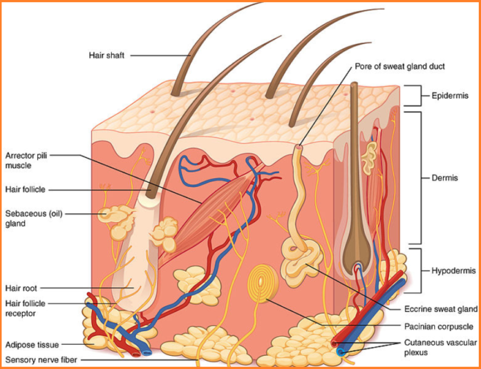 Understanding the Three Layers of Human Skin