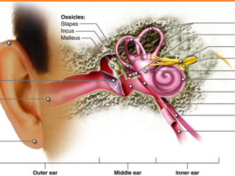 The Impact of Noise Exposure on Hearing Loss Risks and Preventative Measures