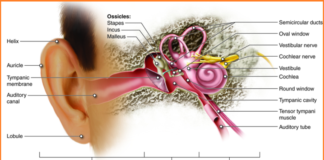 The Impact of Noise Exposure on Hearing Loss Risks and Preventative Measures