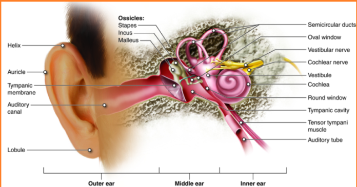 The Impact of Noise Exposure on Hearing Loss Risks and Preventative Measures The Impact of Noise Exposure on Hearing Loss Risks and Preventative Measures